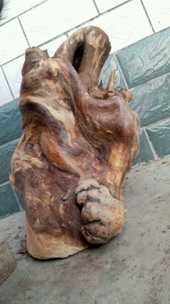 回復:大量收購山柏。石柏。崖柏