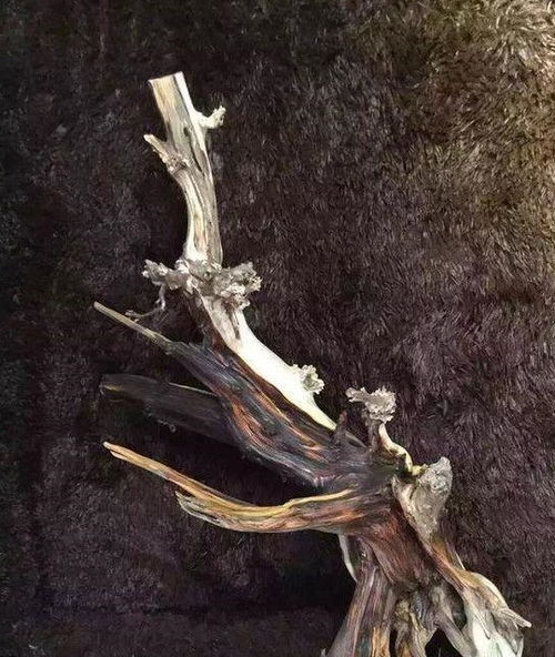 崖柏以造型向我們詮釋勵志的精神 附打磨過程