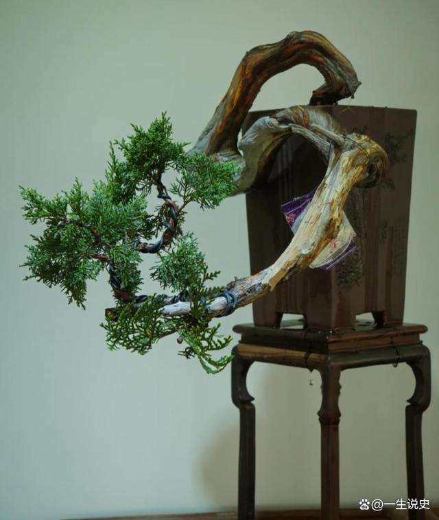 用"命"換來的"崖柏",曾經貴比黃金,如今卻無人問津賣不出去