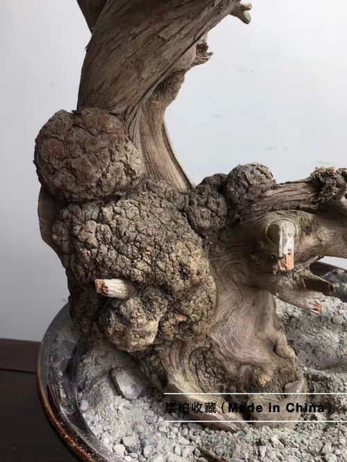 太行崖柏最神秘的陳化瘤之櫻子瘤原料的分類與區別