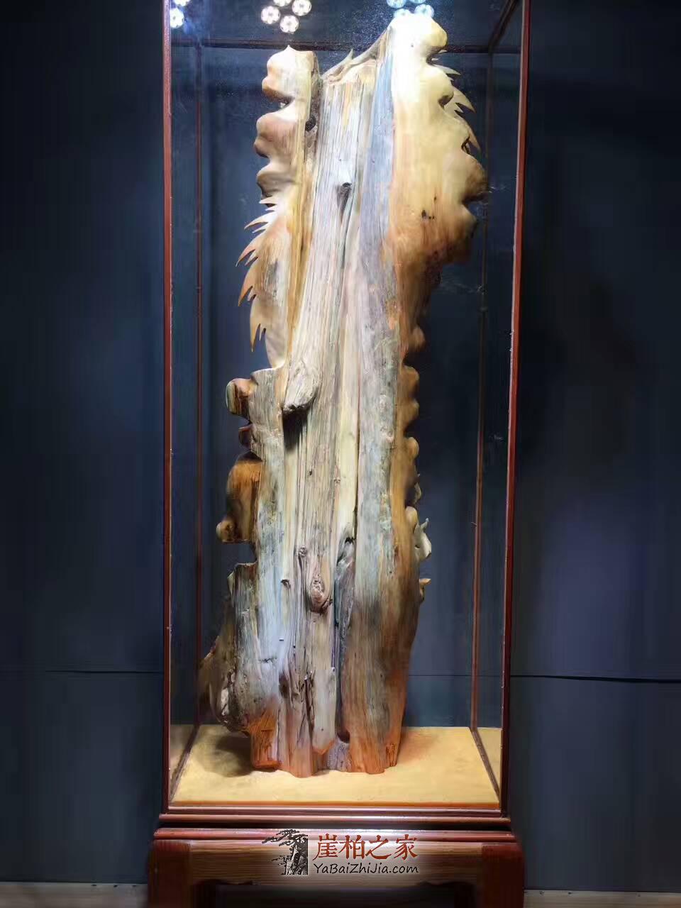 崖柏大型根雕《御龍達(dá)摩》霸氣鎮(zhèn)宅辟邪風(fēng)水?dāng)[件