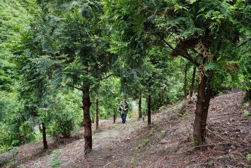 曾被國際機構宣布滅絕的崖柏 如今在重慶怎樣了