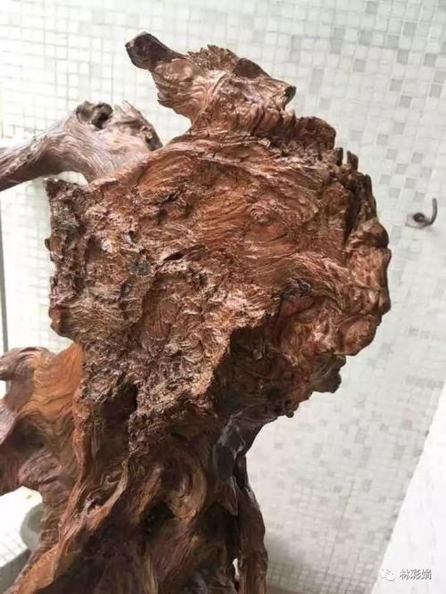 崖柏的神奇?zhèn)髡f(shuō)與老茬頭的形成