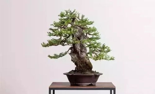 盆景也有專業(yè)術(shù)語(yǔ),大家來(lái)看看