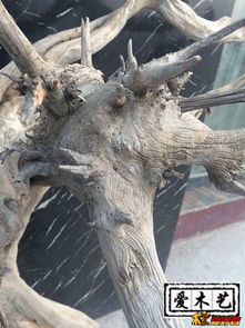 崖柏毛料 雙龍騰云的珍貴藝術