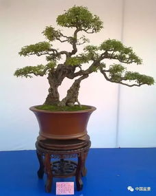 黃荊與崖柏 盆景藝術(shù)的制作與養(yǎng)護雙璧