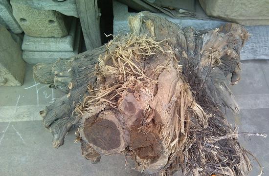 崖柏劫 千年風(fēng)骨一朝毀，無(wú)辜土柏共蒙塵